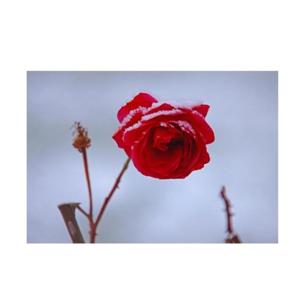 Minimalist poster of a single rose dusted with snow, perfect for serene and elegant interiors.