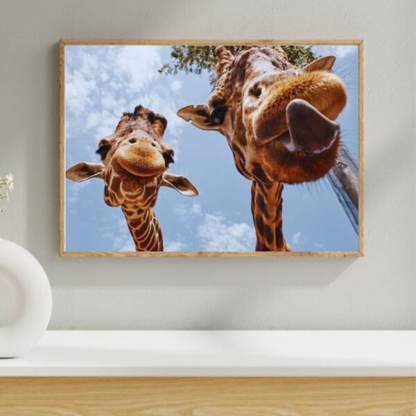 Close-up photo of a giraffe with tongue out – humorous and expressive animal wall art.